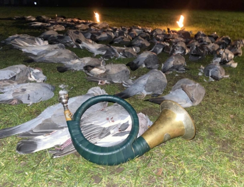 Raubwildwoche und revierübergreifende Taubenjagd 2026